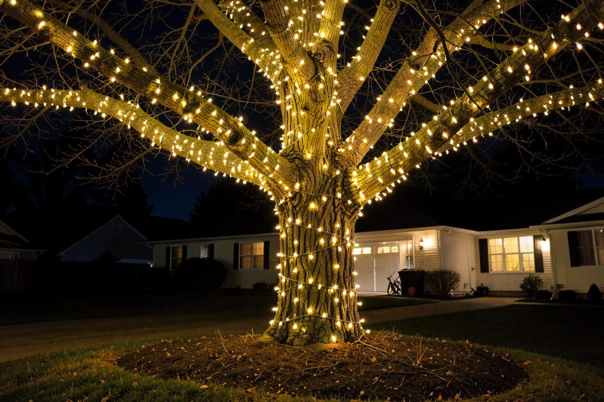 Trees wrapped trunk to branch in warm white mini lights